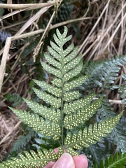 Dryopteris polita