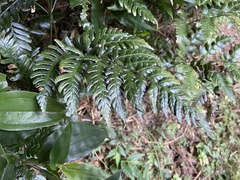 Dryopteris polita