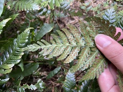 Dryopteris polita