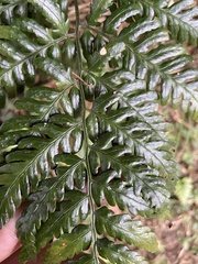 Dryopteris polita