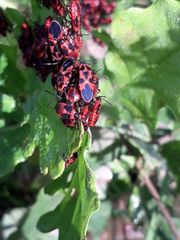 Tropidothorax leucopterus