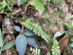 Asplenium normale normale