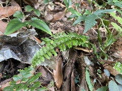 Asplenium normale normale