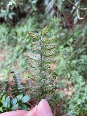 Asplenium normale normale