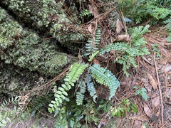 Asplenium normale normale