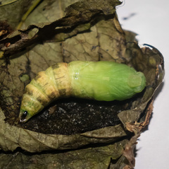 Rhagastis albomarginata