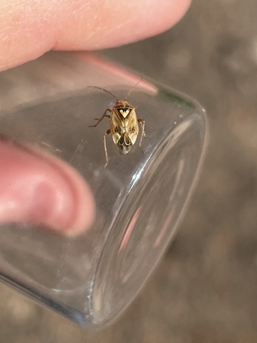 iNaturalist observation photo of Lygus Bugs