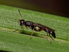 Megamerina dolium