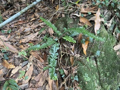 Asplenium normale normale