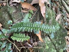 Asplenium normale normale