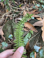 Asplenium normale normale