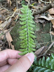 Asplenium normale normale
