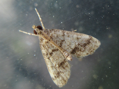 Dolicharthria bruguieralis