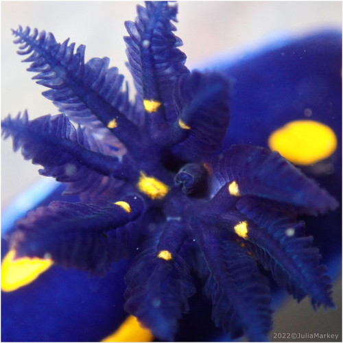 California Chromodorid