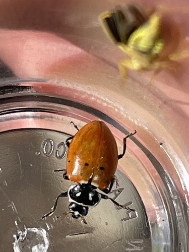 iNaturalist observation photo of Convergent Lady Beetle