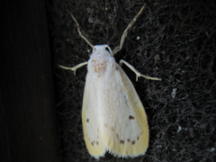 Miltochrista calamina