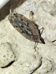 Cixidia genei