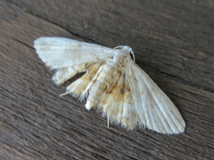 Araeopteron amoena