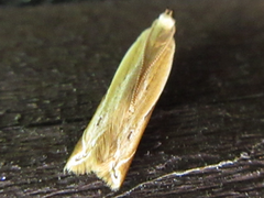 Mesophleps albilinella