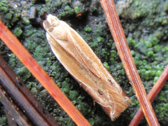 Mesophleps albilinella