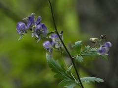 Aconitum variegatum