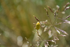 Cteniopus sulphureus