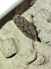 Cixidia genei
