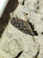 Cixidia genei