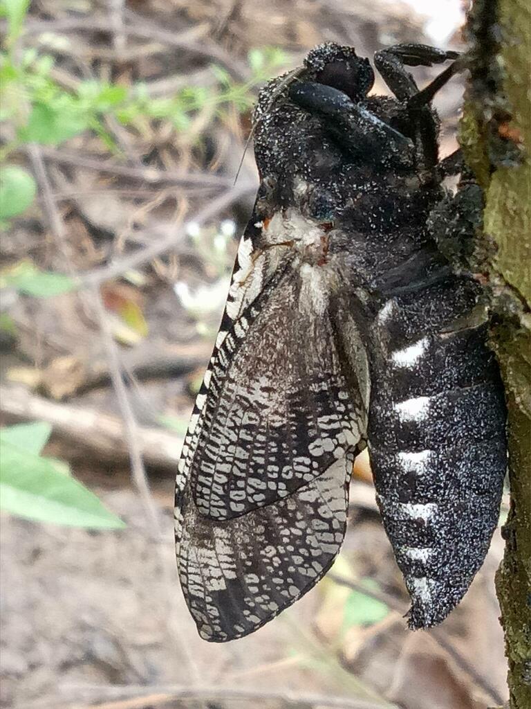 Xyleutes strix