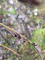 Anthracoidea sempervirentis