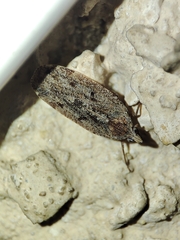 Cixidia genei