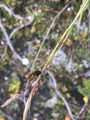 Anthracoidea sempervirentis