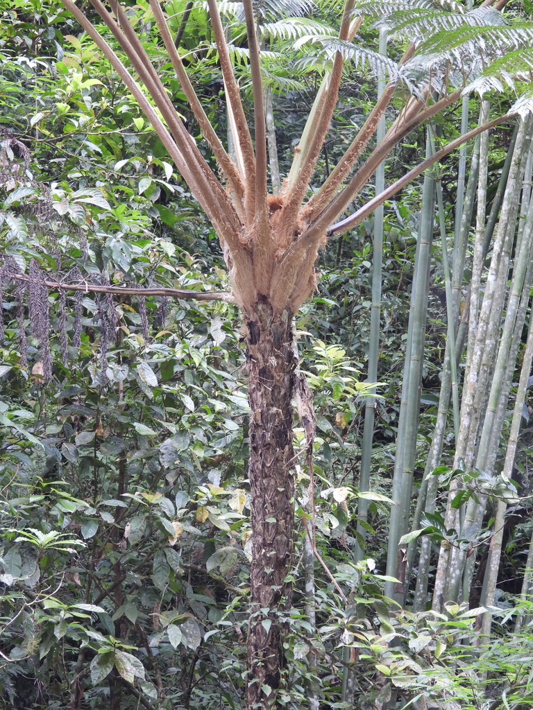筆筒樹(臺灣的桫欏科植物Cyatheaceae of Taiwan) · iNaturalist
