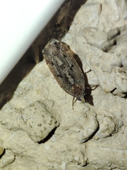 Cixidia genei