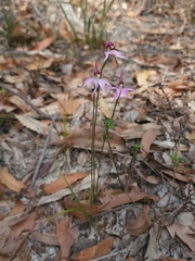 Caladenia hillmanii