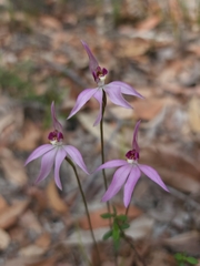 Caladenia hillmanii
