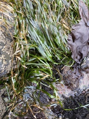 Phyllospadix serrulatus