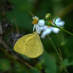 Eurema blanda arsakia