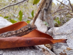 Phyllodactylus leei