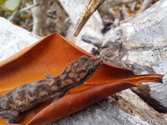 Phyllodactylus leei