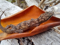 Phyllodactylus leei
