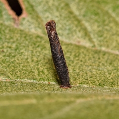 Caryomyia subulata