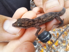 Phyllodactylus leei