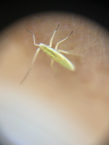 iNaturalist observation photo of Stenodema