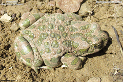 Bufotes turanensis