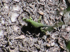 Sceloporus formosus