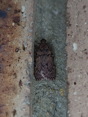 Mimaglossa nauplialis