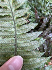 Diplazium pullingeri
