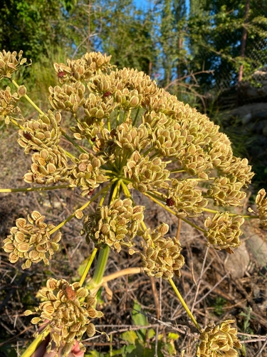 Persian hogweed (Heracleum persicum)