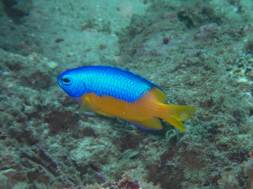 Goldbelly damsel (Pomacentrus auriventris) — Pomacentridae — 5